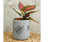 Handcrafted clay pots and indoor plants