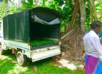 රැන්ගුන් ඉගුරු පැල විකිණීමට