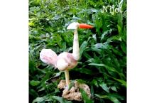 Shell animals