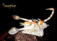 Shell animals