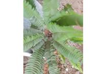 Large meewana plant