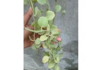 round leaf hanging plant