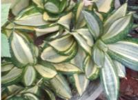 sensaweria variety