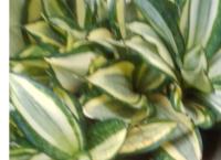 sensaweria variety