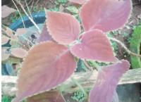 red colias