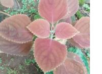 red colias