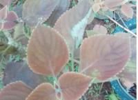 red colias