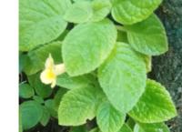 wall plant with yellow colour flower