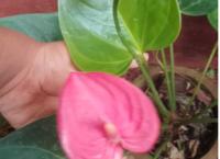 pink colour anturium